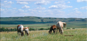 Two mares and foals in the North Dakota pasture