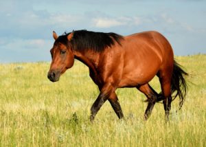 Kay Too, AQHA stallion by Panther Mountain