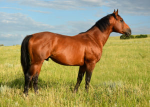 Kay Too, AQHA stallion by Panther Mountain