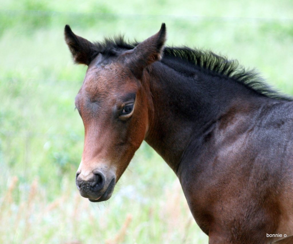 Face shot of brown Quarter Horse colt