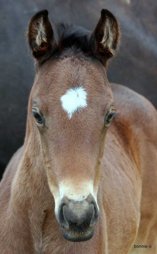 Racebred quarter horse filly