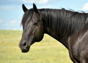 Furrtreeous First, Black Quarter Horse racebred stallion