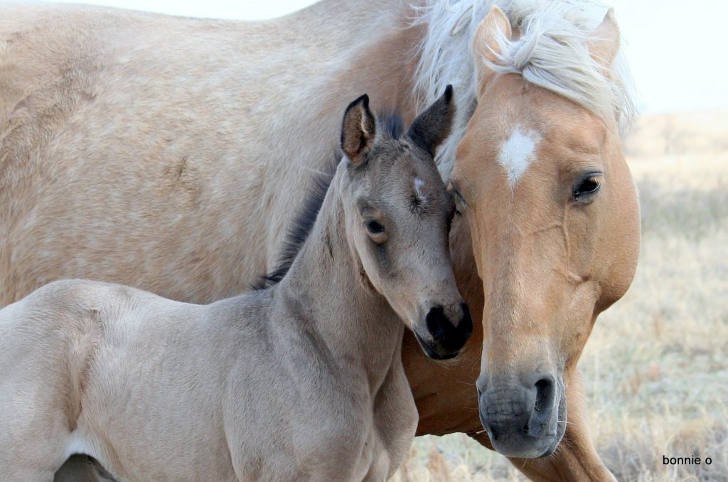 Latte and her filly