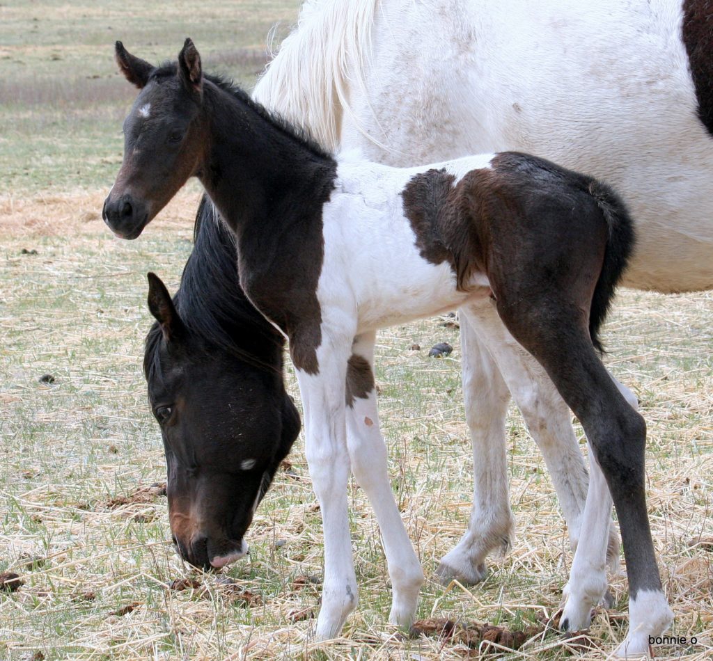 black tobiano filly by Kay Too