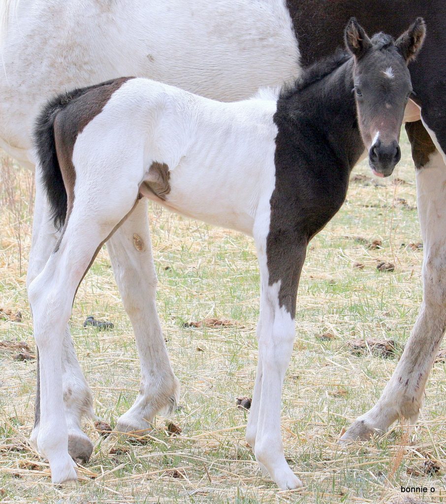 racebred tobiano filly