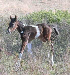 better's brown tobiano filly