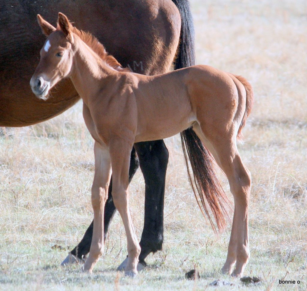 Kiss My Bud's barrel racing bred filly