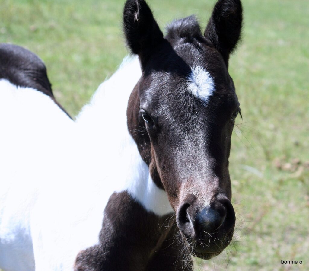 face of Better's filly.
