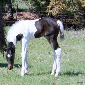 APHA brown toby filly