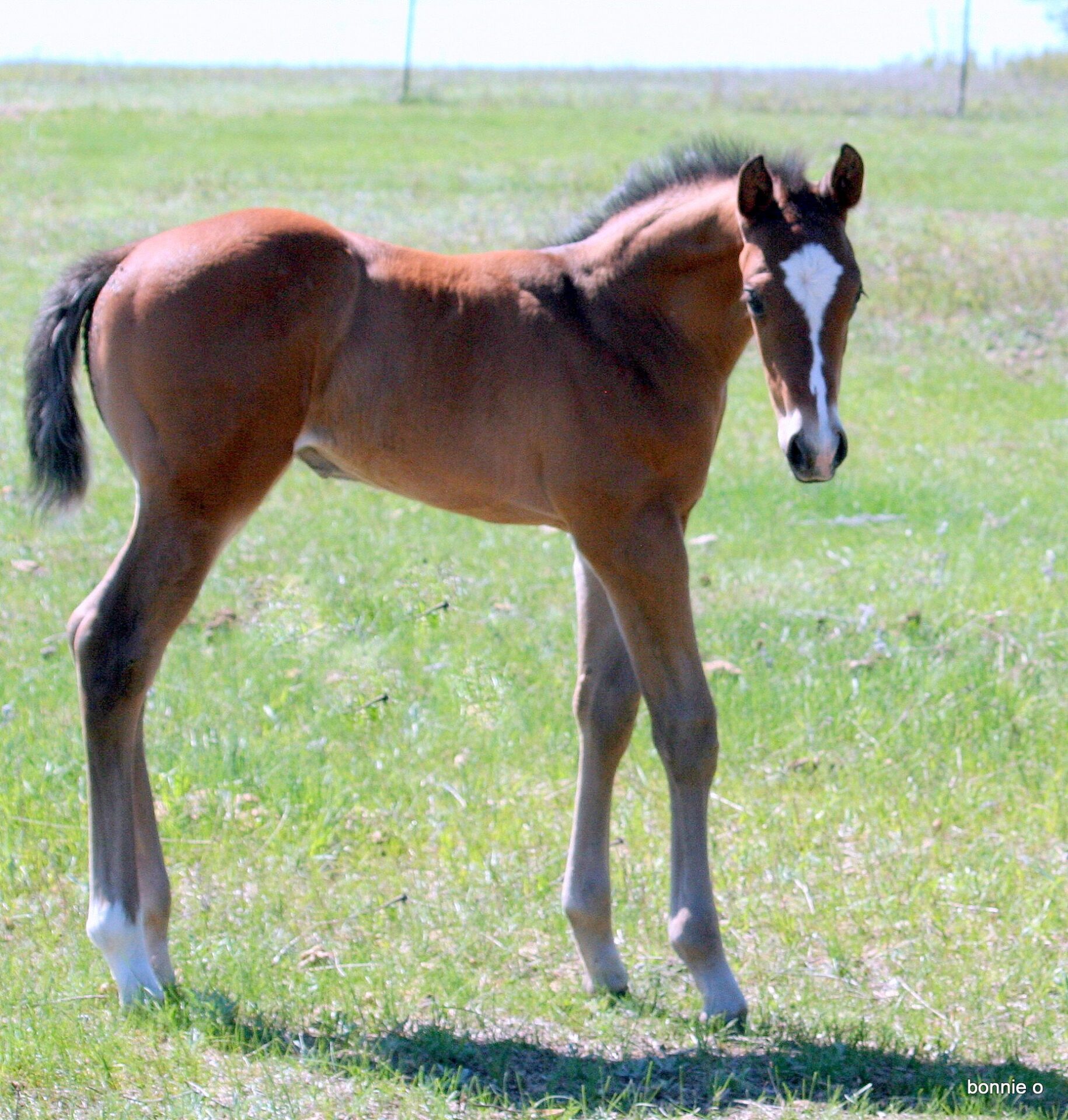 paint solid grandson of Panther Mountain