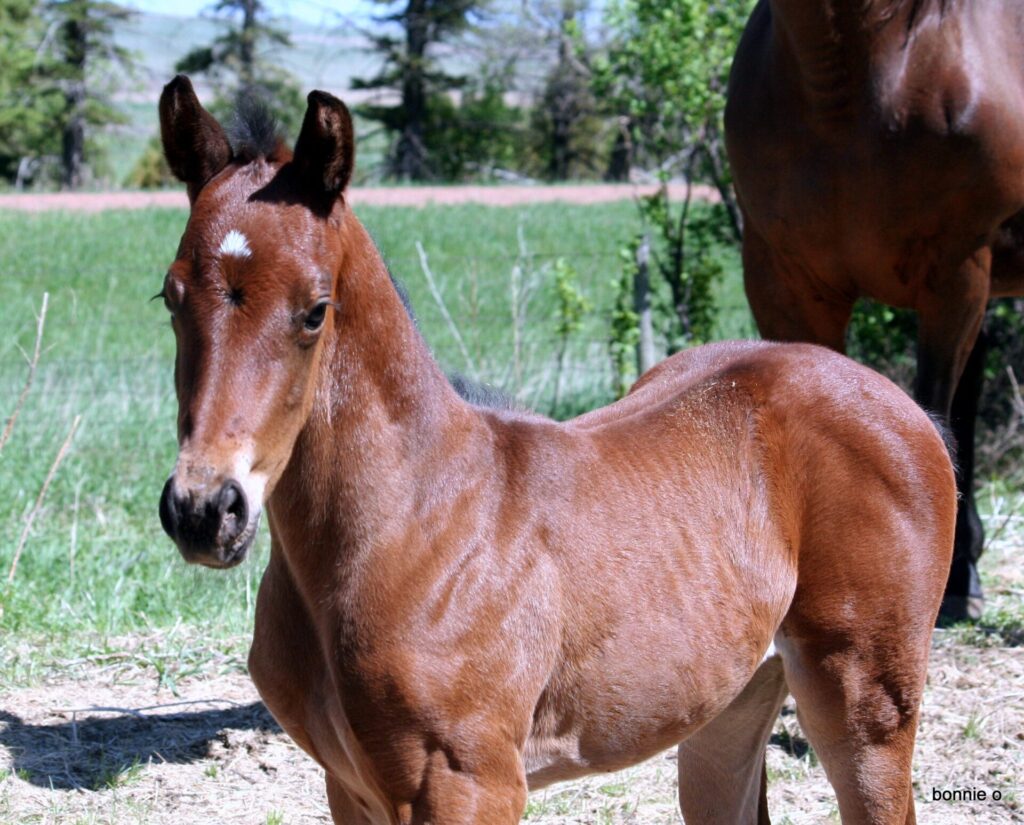 bay qh filly, grand daughter of Ivory James and Panther Mountain