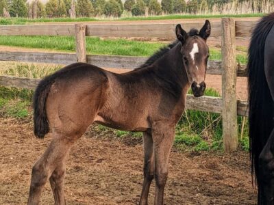 brown appendix filly