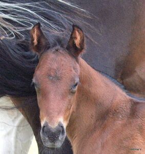 bay solid colt by Kay Too, o/o Nahla