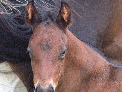 bay solid colt by Kay Too, o/o Nahla