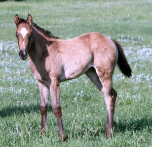 buckskin racebred Quarter Horse Filly