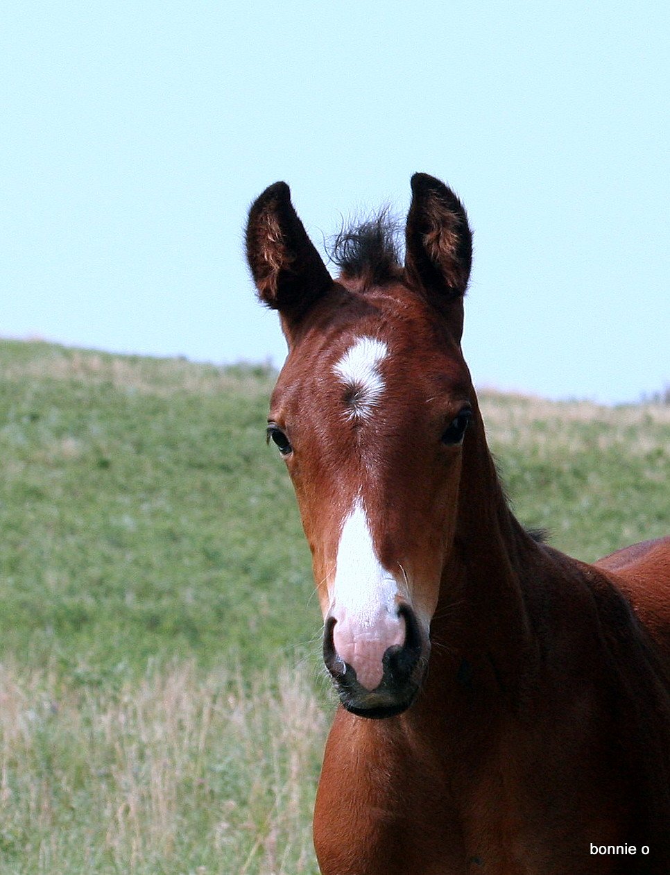 Paint Solid Colt Face