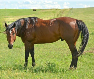 Flying O Ranch stallion Ata Boy James by Ivory James. He's standing in a pasture during breeding season.