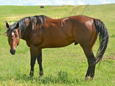 Flying O Ranch stallion Ata Boy James by Ivory James. He's standing in a pasture during breeding season.