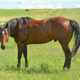 Flying O Ranch stallion Ata Boy James by Ivory James. He's standing in a pasture during breeding season.